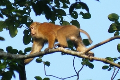 Macaca assamensis