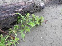 Rumex maritimus