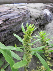 Rumex maritimus