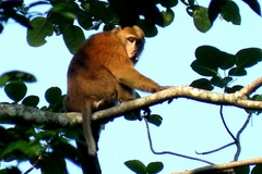 Macaca assamensis