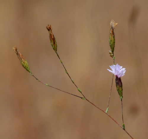 Lessingia micradenia var. glabrata