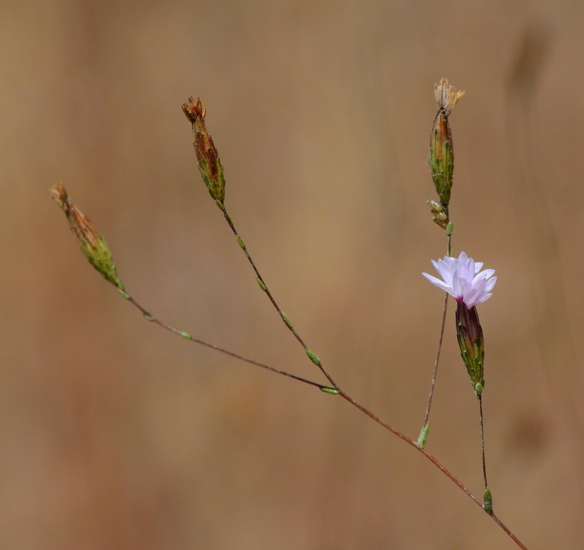 Lessingia micradenia var. glabrata