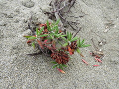 Polygonum paronychia