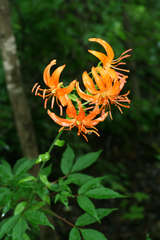 Lilium distichum
