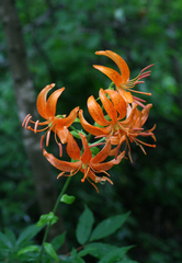 Lilium distichum