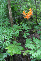Lilium distichum