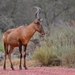 Red Hartebeest - Photo (c) David Renoult, some rights reserved (CC BY-NC), uploaded by David Renoult