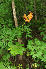 Lilium distichum
