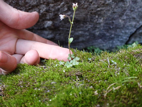 Image of Pygmy Saxifrage (Saxifraga hyperborea) by (c) Martin Purdy, some rights reserved (CC BY)