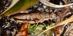 Melanoplus oreophilus