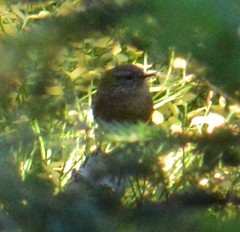 Troglodytes pacificus