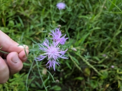 Centaurea
