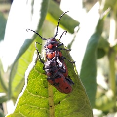 Tetraopes varicornis