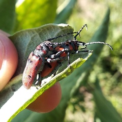 Tetraopes varicornis