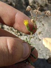 Erigeron petrophilus