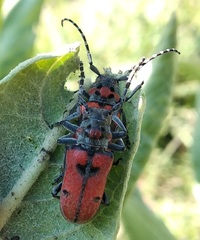 Tetraopes varicornis