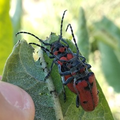 Tetraopes varicornis