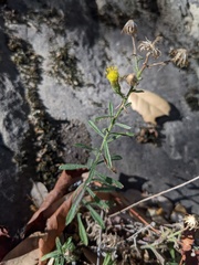 Erigeron petrophilus