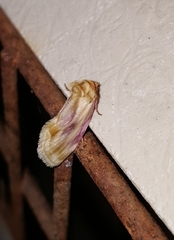 Chamaeclea basiochrea