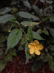 Pavonia communis