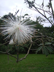 Pseudobombax grandiflorum