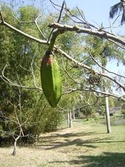 Pseudobombax grandiflorum