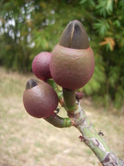 Pseudobombax grandiflorum