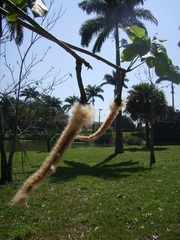 Pseudobombax grandiflorum