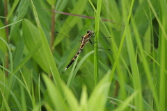 Orthetrum albistylum speciosum