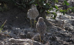 Burhinus capensis damarensis