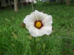 Sida linifolia