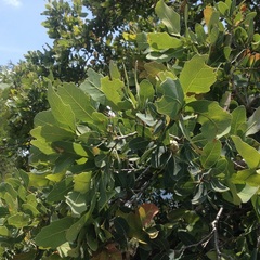 Quercus glaucoides