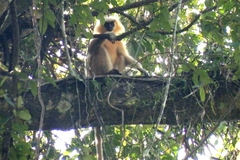 Trachypithecus geei
