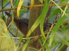 Cistothorus palustris