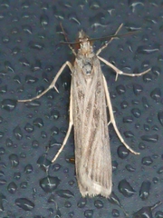 Eudonia atmogramma