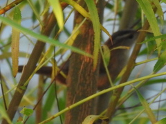 Cistothorus palustris