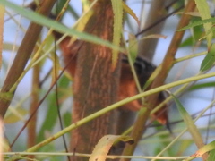 Cistothorus palustris