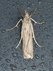 Eudonia atmogramma