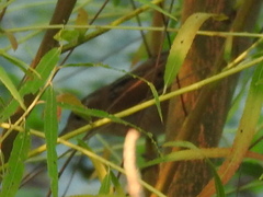 Cistothorus palustris