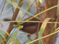 Cistothorus palustris