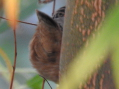 Cistothorus palustris