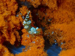 Phyllodiscus semoni