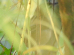 Cistothorus palustris