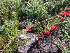 Lamourouxia rhinanthifolia