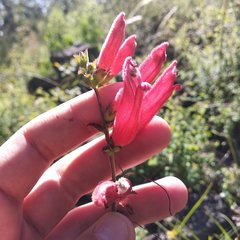 Lamourouxia rhinanthifolia