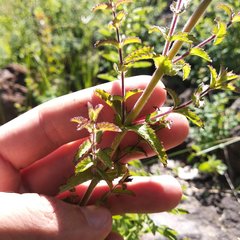 Lamourouxia rhinanthifolia