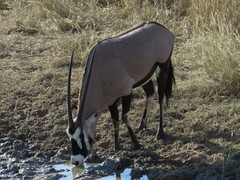 Oryx gazella