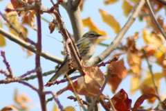 Setophaga coronata coronata × auduboni
