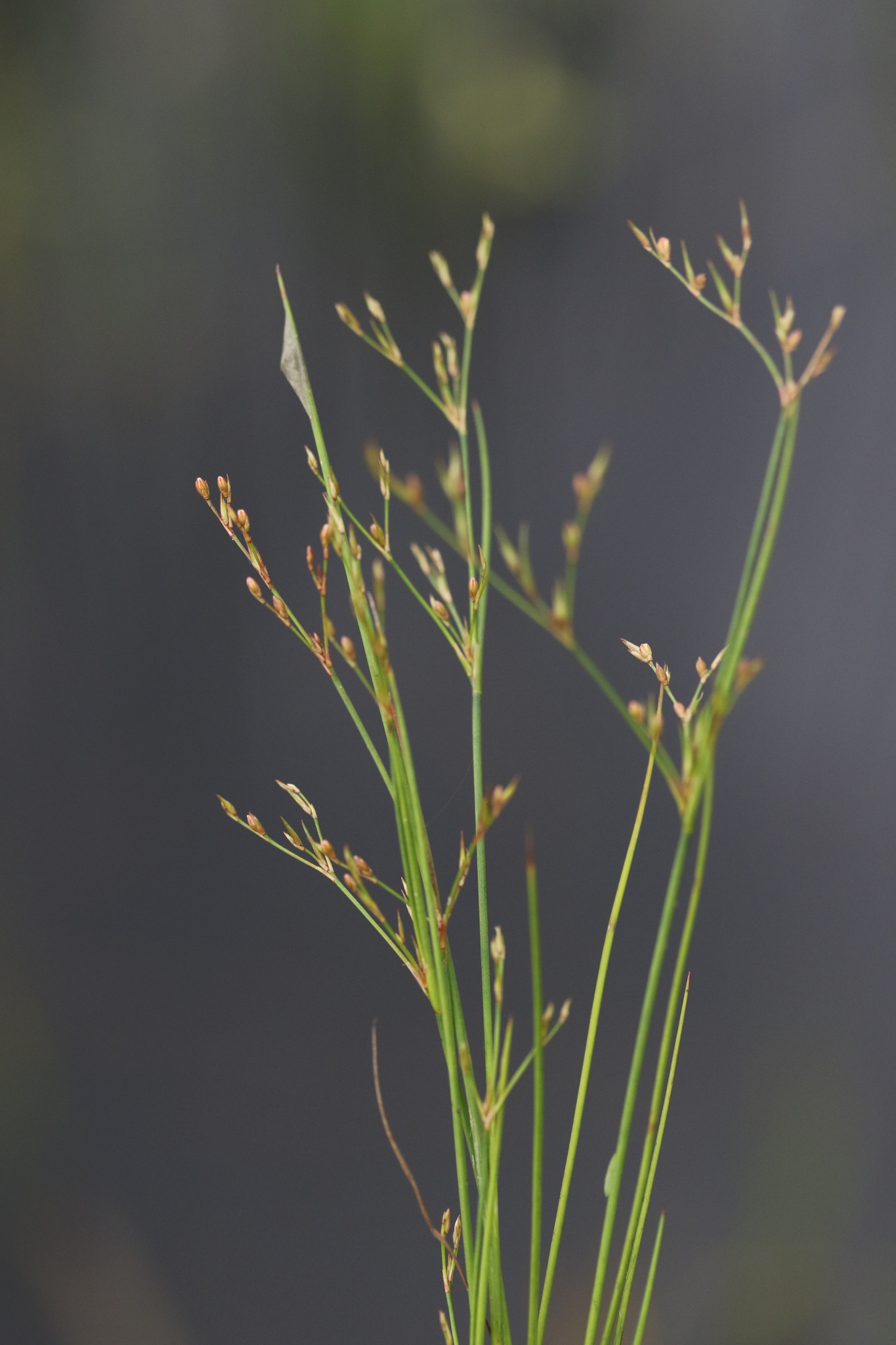 Juncus pelocarpus