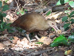 Gallirallus sylvestris